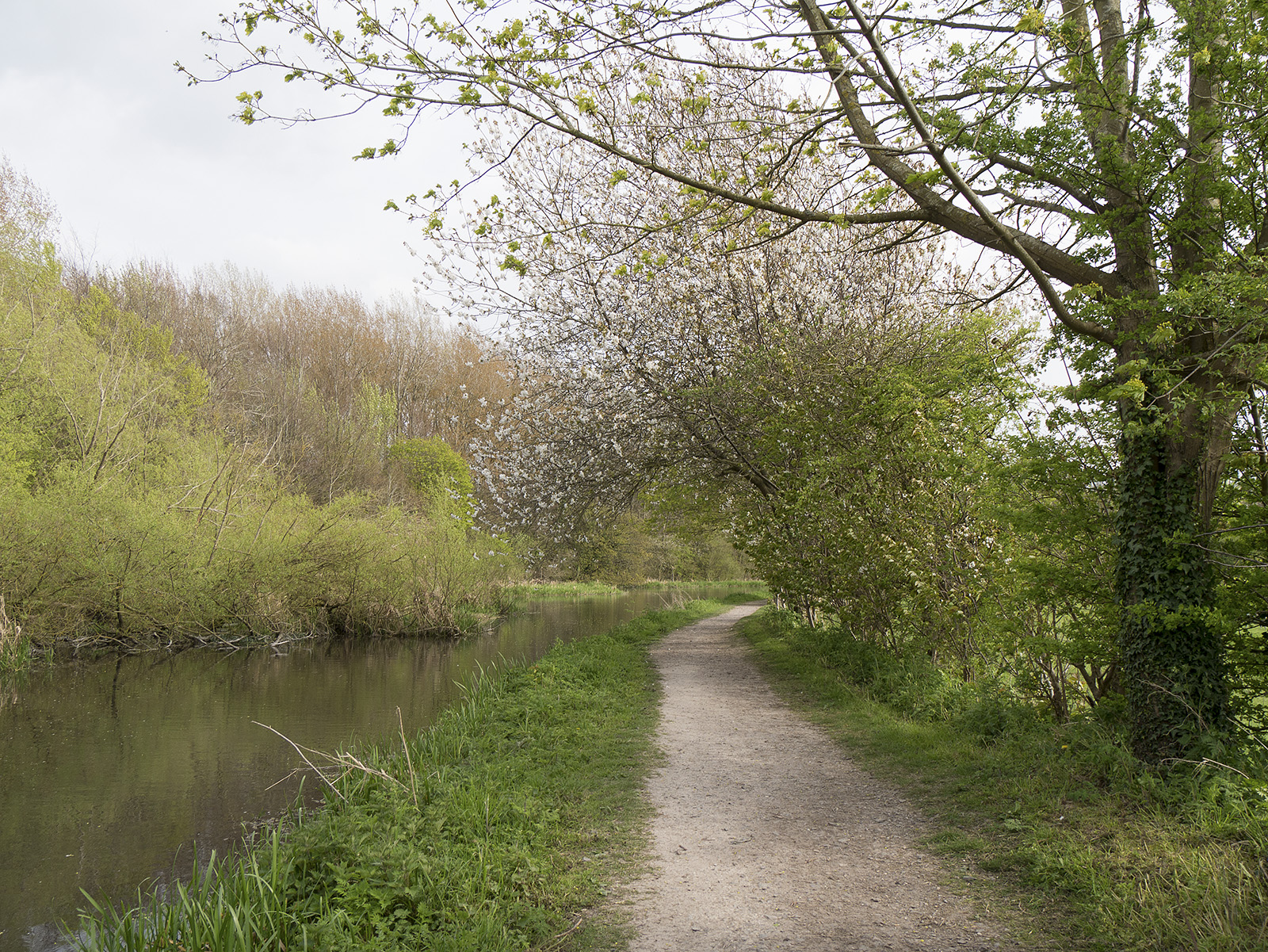 Tree blossom overhangs the canal path after Perch bridge