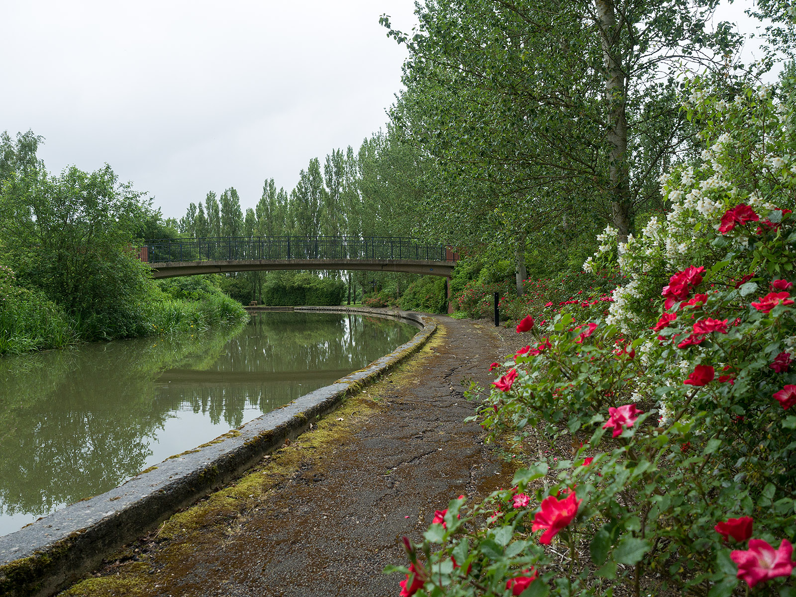 Roses near bridge 81B