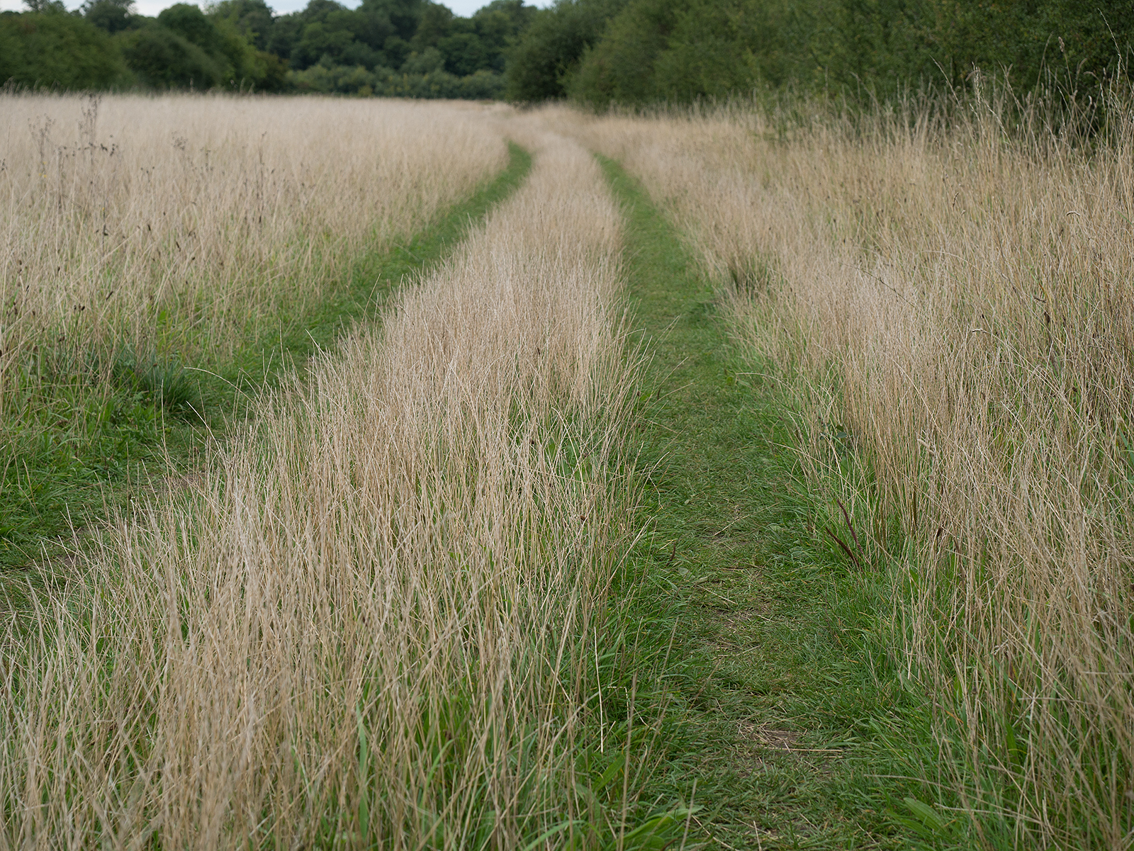Heading north through the meadow